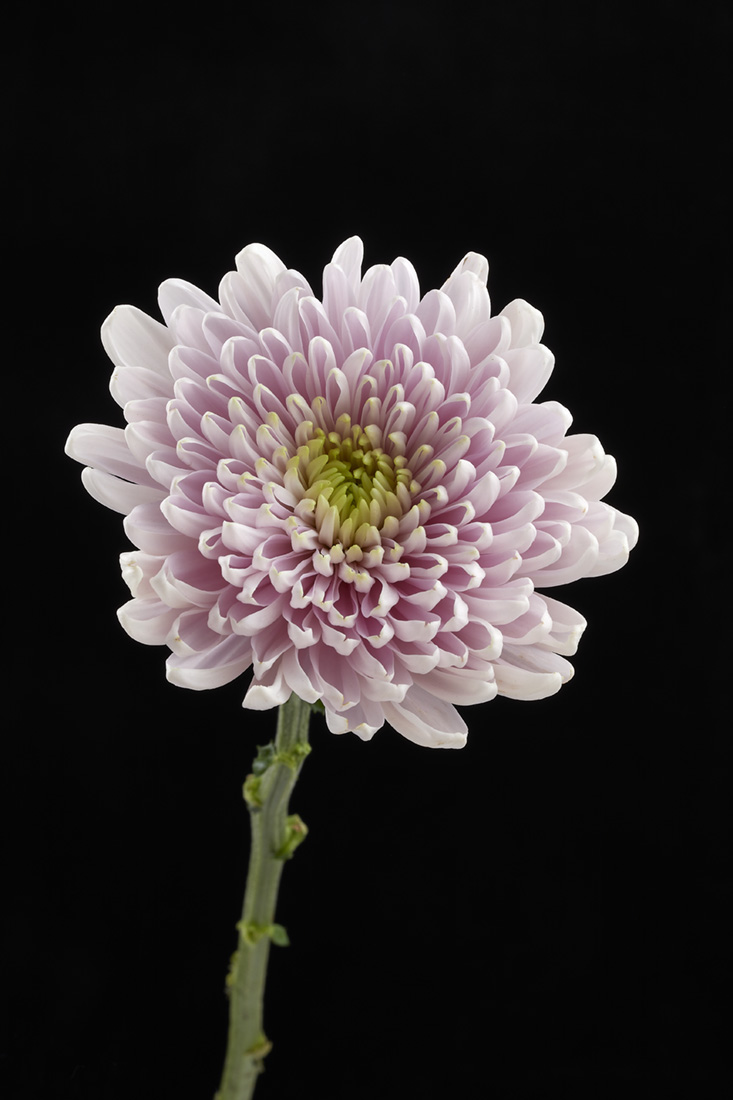 Chrysanthemum-PalePink
