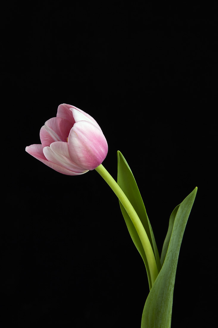 Tulip-2