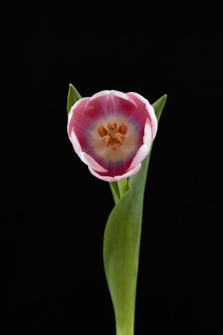 Tulip-3